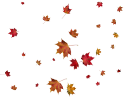 Backdrop with autumn maple leaves png