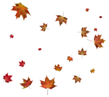 Autumn maple leaves. png