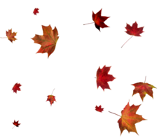 Backdrop with autumn maple leaves png