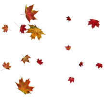 Backdrop with autumn maple leaves png