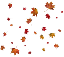 Background with autumn maple leaves. png