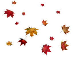 digitale carta con autunno acero le foglie. png