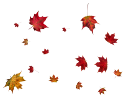 Backdrop with autumn maple leaves png