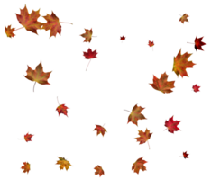 Autumn maple leaves. png