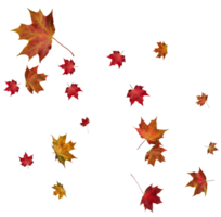 Backdrop with autumn maple leaves png