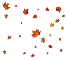 Background with autumn maple leaves. png