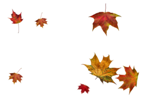 Backdrop with autumn maple leaves png