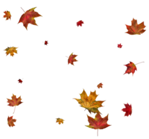 Autumn maple leaves. png