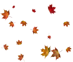 backdrop met herfst esdoorn- bladeren png