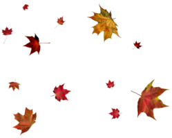 toile de fond avec l'automne érable feuilles png