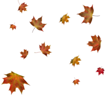 Backdrop with autumn maple leaves png