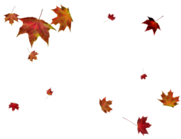 Backdrop with autumn maple leaves png