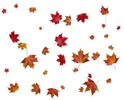 Background with autumn maple leaves. png