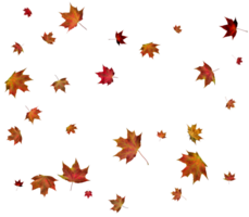 Background with autumn maple leaves. png