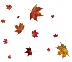 Backdrop with autumn maple leaves png