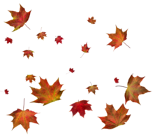 Digital Papier mit Herbst Ahorn Blätter. png