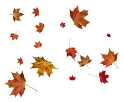 Backdrop with autumn maple leaves png