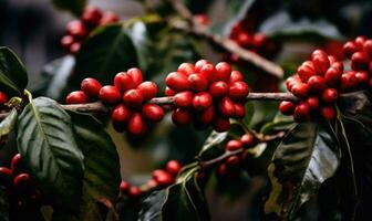 AI generated Ripe red coffee beans clustered on a branch with lush green leaves photo