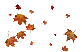 toile de fond avec l'automne érable feuilles png