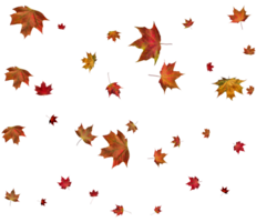 Background with autumn maple leaves. png