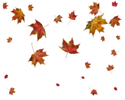 Autumn maple leaves. png