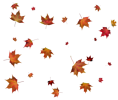 Autumn maple leaves. png