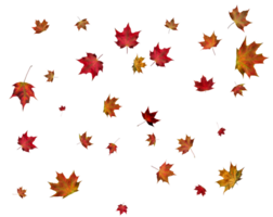 Autumn maple leaves. png