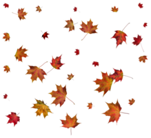 Autumn maple leaves. png