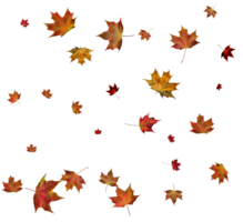 Autumn maple leaves. png