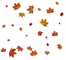 l'automne érable feuilles. png