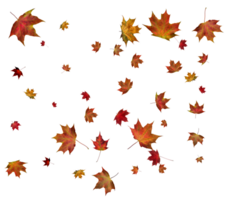 Autumn maple leaves. png