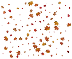 Texture with autumn maple leaves. png