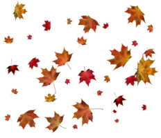 Autumn maple leaves. png