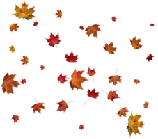 Autumn maple leaves. png