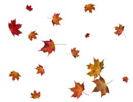 Backdrop with autumn maple leaves png