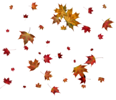 antecedentes con otoño arce hojas. png