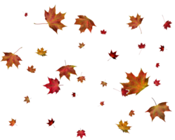 Background with autumn maple leaves. png