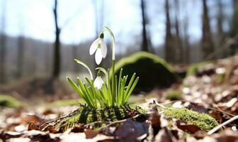 AI generated Beautiful snowdrop flowers growing in forest, closeup. Early spring. Selective focus, bokeh light photo