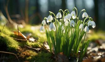AI generated Beautiful snowdrop flowers growing in forest, closeup. Early spring. Selective focus, bokeh light photo