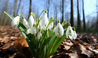 AI generated Beautiful snowdrop flowers growing in forest, closeup. Early spring. Selective focus, bokeh light photo