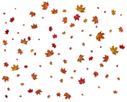 Beautiful autumn maple leaves. png