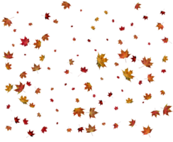 textura com outono bordo folhas. png