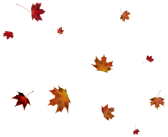 Backdrop with autumn maple leaves png