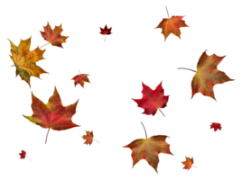 digitaal papier met herfst esdoorn- bladeren. png