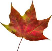 Autumn maple leaf. png