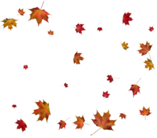 Autumn maple leaves. png