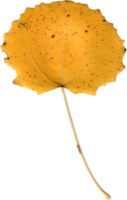 Autumn aspen leaf. png