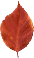 Beautiful autumn leaf. png