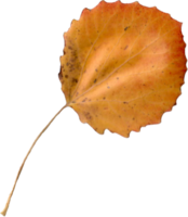 Autumn aspen leaf. png