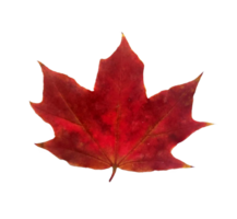 Autumn maple leaf. png